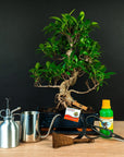 Ficus Starter Set - extended