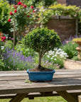 ILEX tama