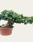 Ficus Nr.44