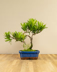 Podocarpus Seishōnen
