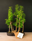 Pseudolarix Forest XL