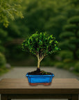 Test bonsai