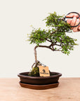Zelkova Bonsai No.49