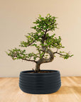 Zelkova Marui (zwart) vooraanzicht