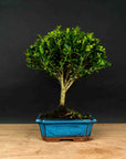 Test bonsai