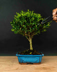 ILEX tama