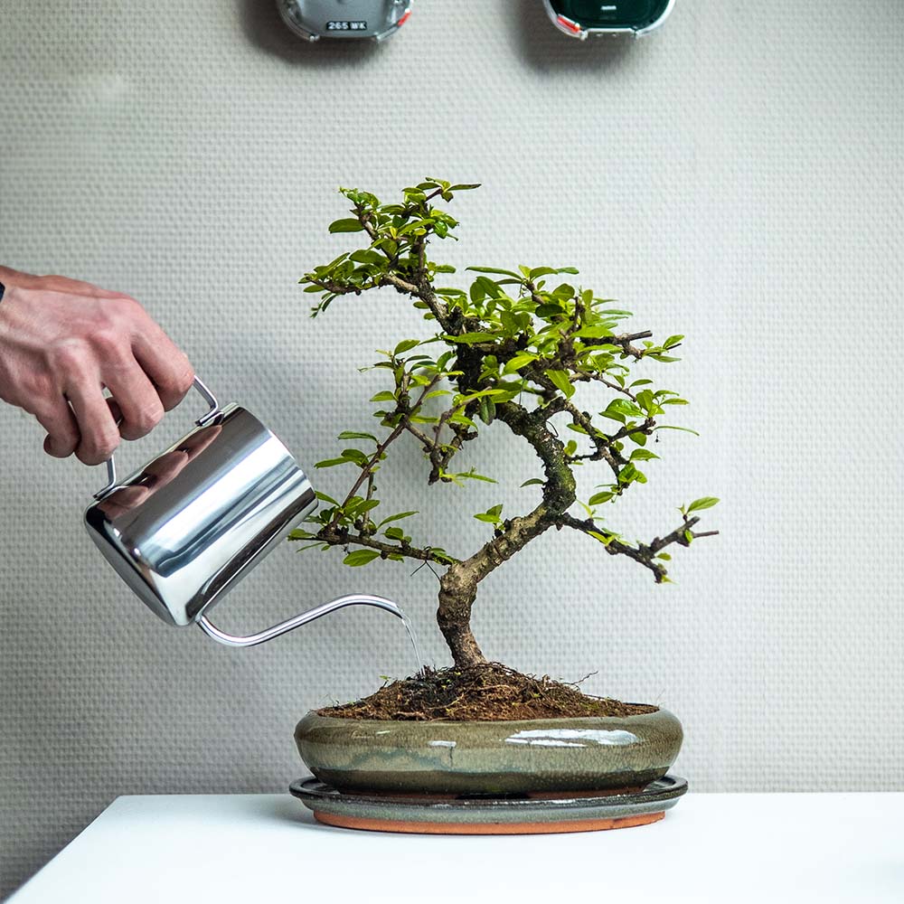 Bonsai accessoires