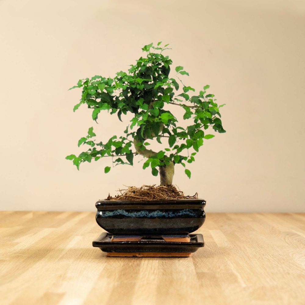 Bonsai sale