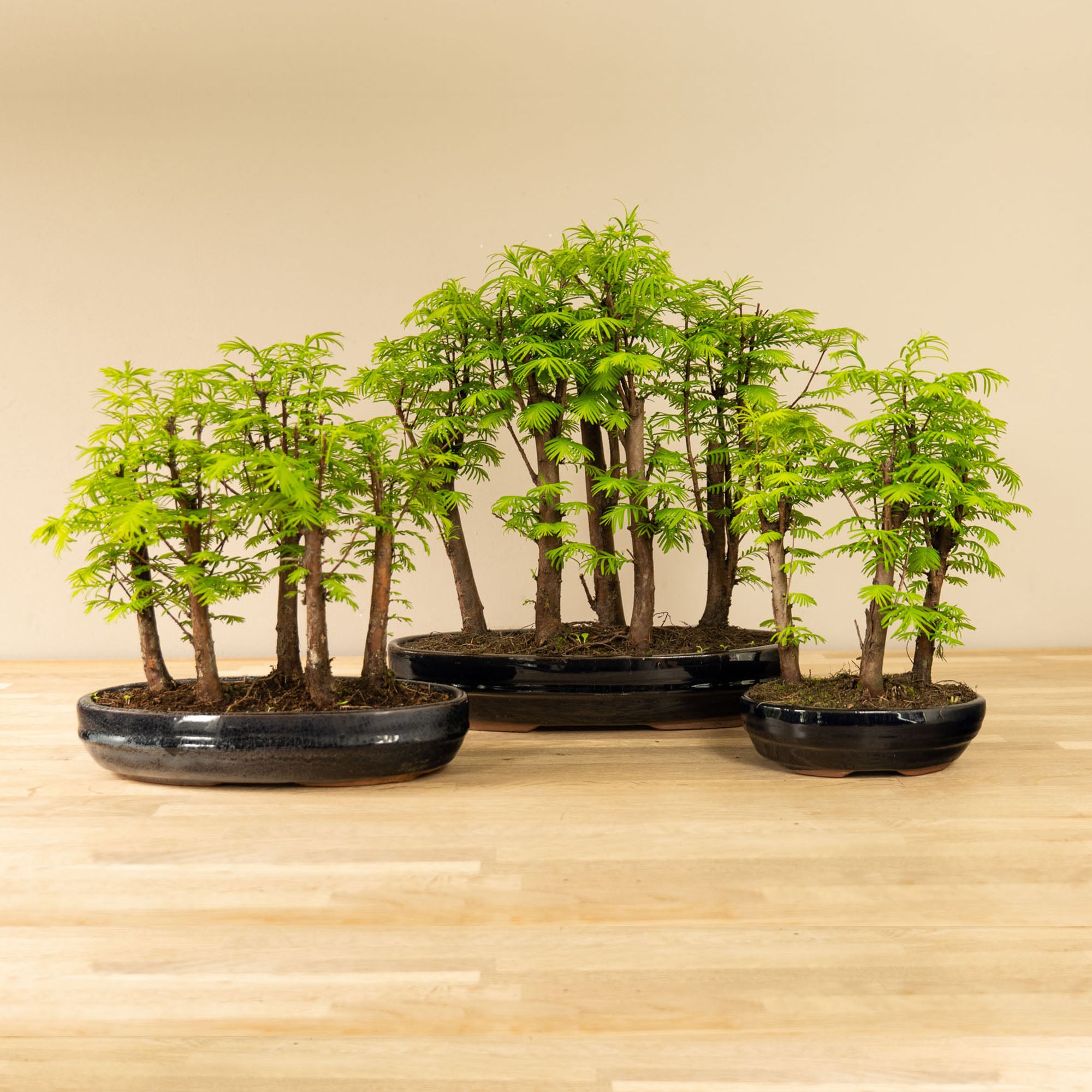 Bonsai Forrest