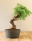 Araucaria Daija