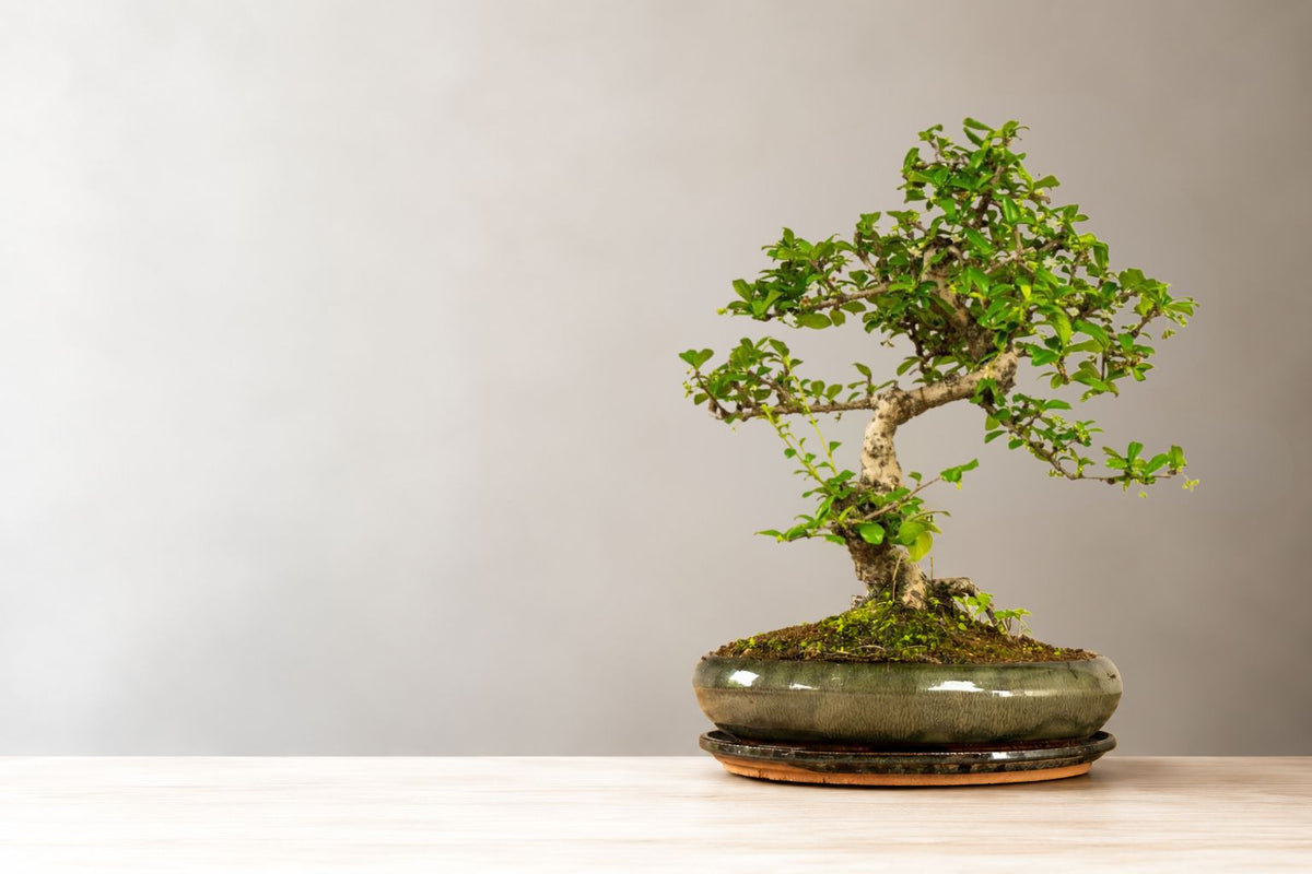 Cuidados del bonsai Carmona