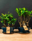 Ficus & Carmona Forest Combo