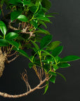 Ficus Starter Set - essential