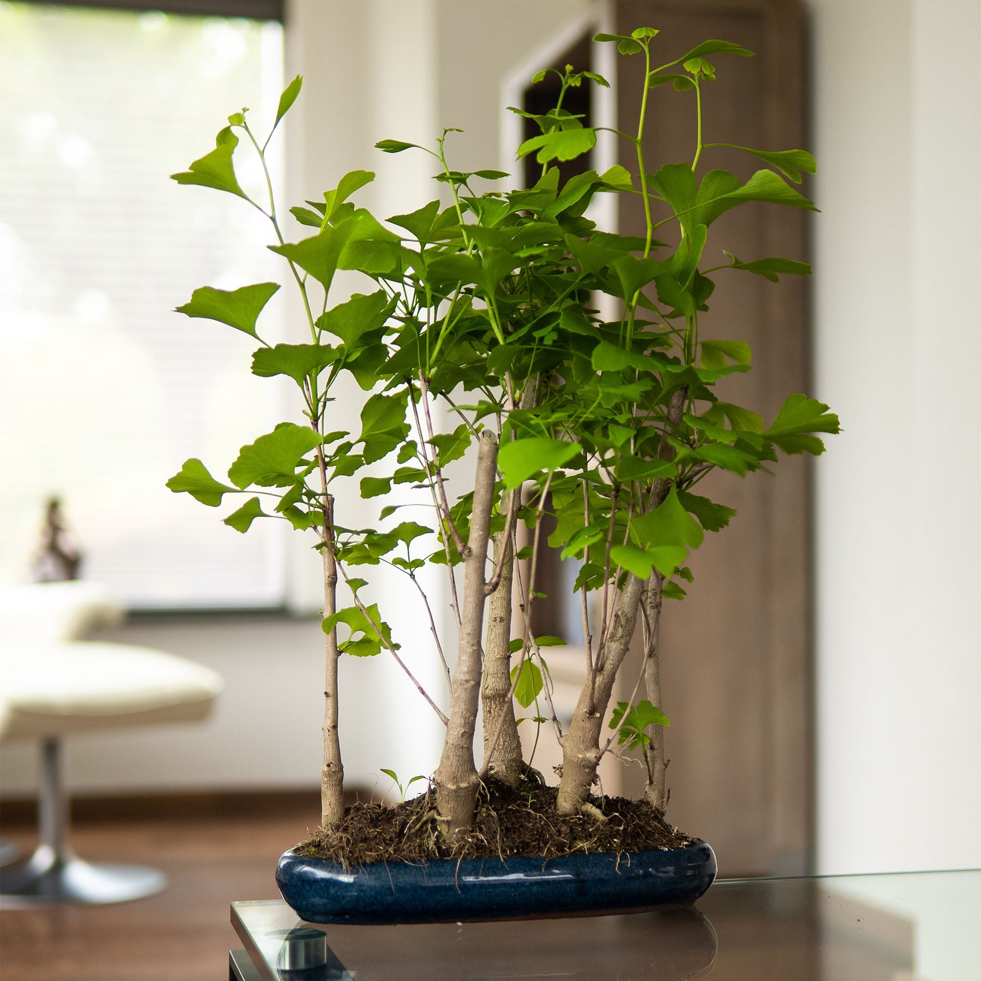 bonsai tree | Ginkgo Forest – bonsaiwonder®