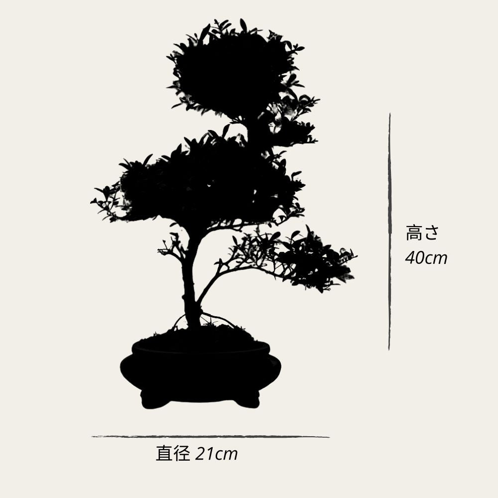 ILEX Spiral