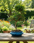 ILEX Spiral