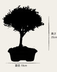 ILEX tama