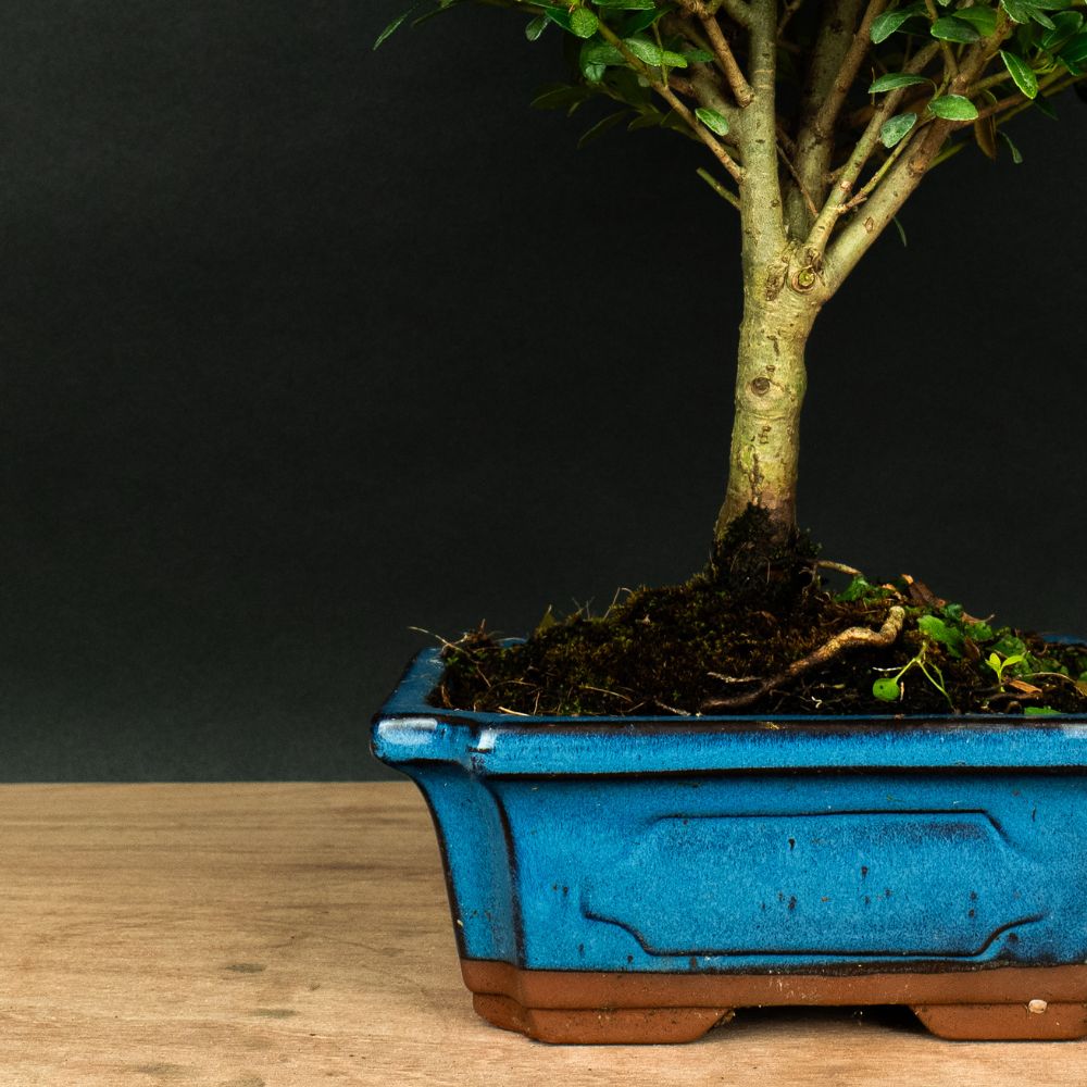 Test bonsai
