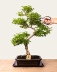 Ligustrum Bonsai No.50