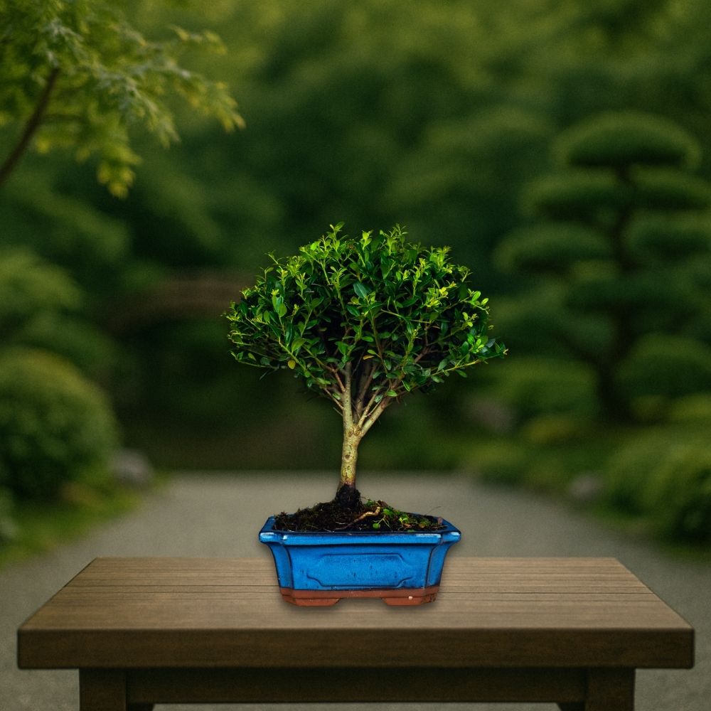 Test bonsai