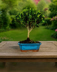 Test bonsai