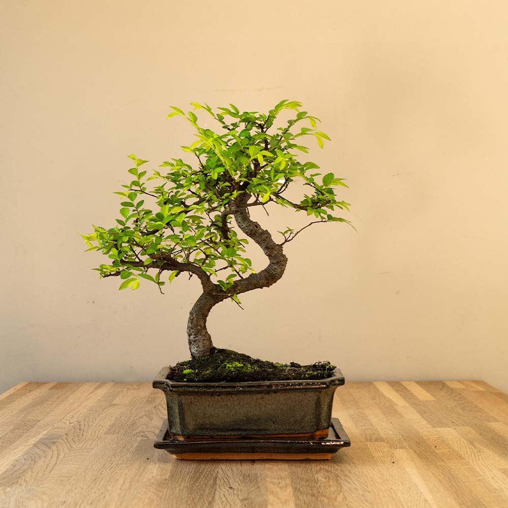 Zelkova Tennen