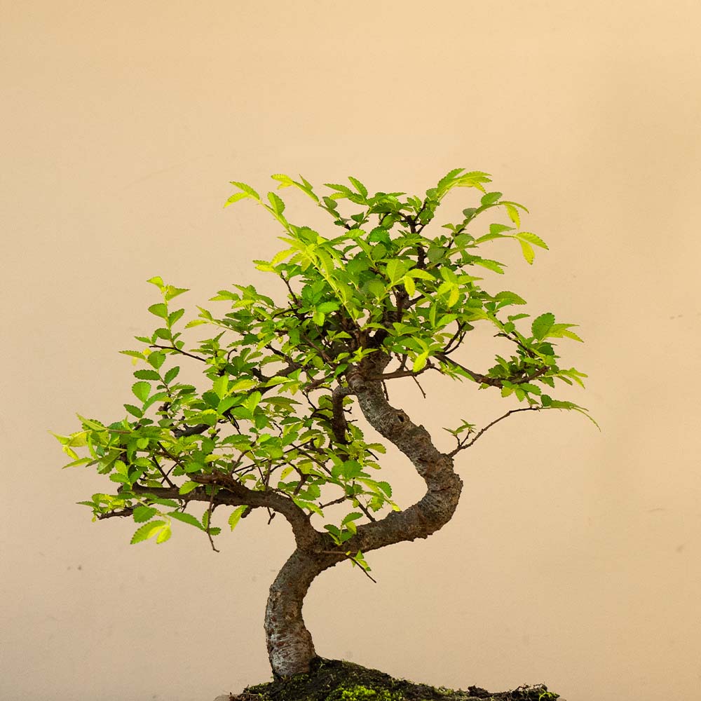 Zelkova Tennen