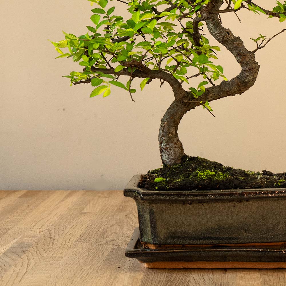 Zelkova Tennen