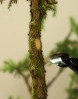 Tenaza cóncava bonsai