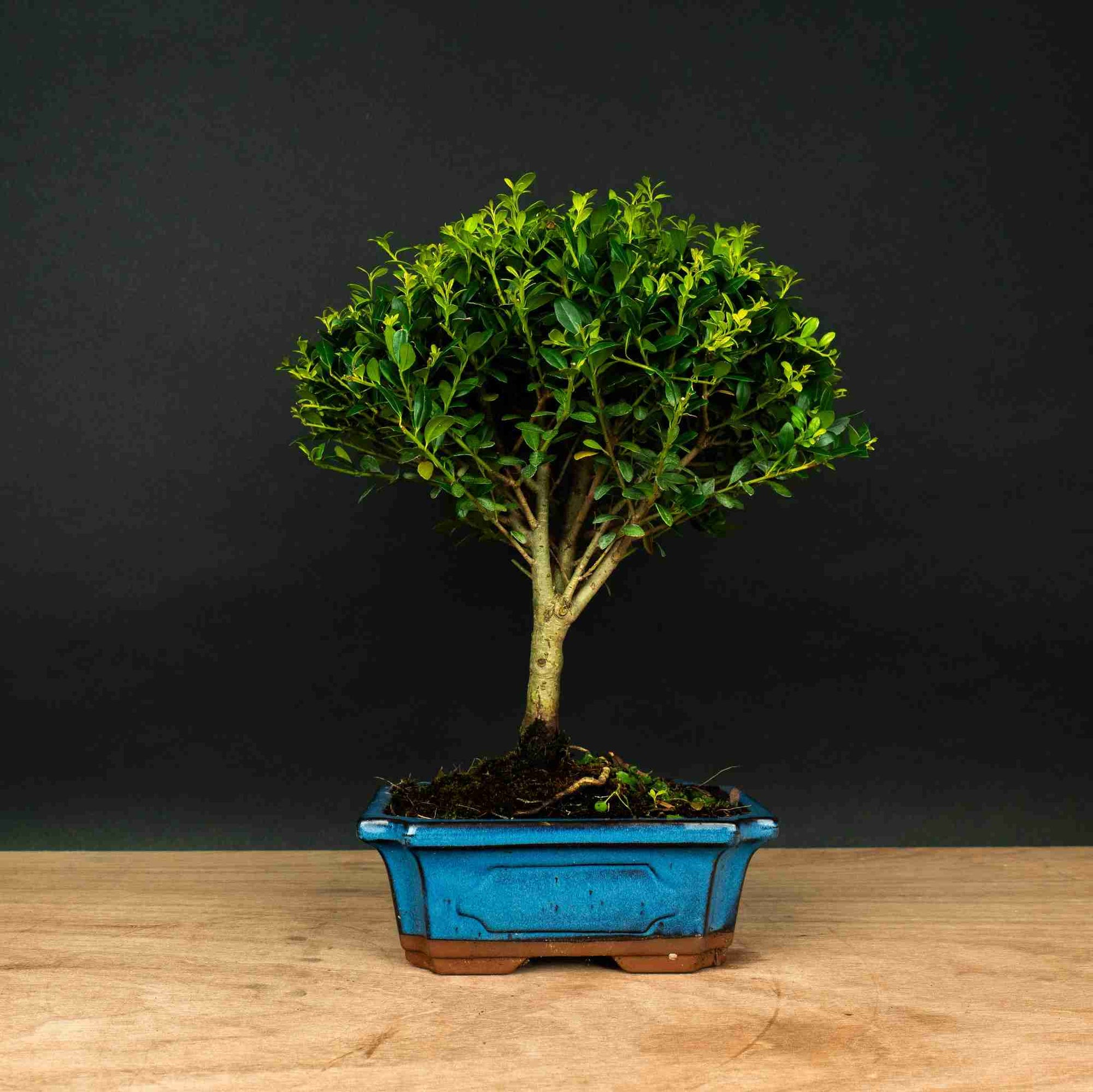Test bonsai
