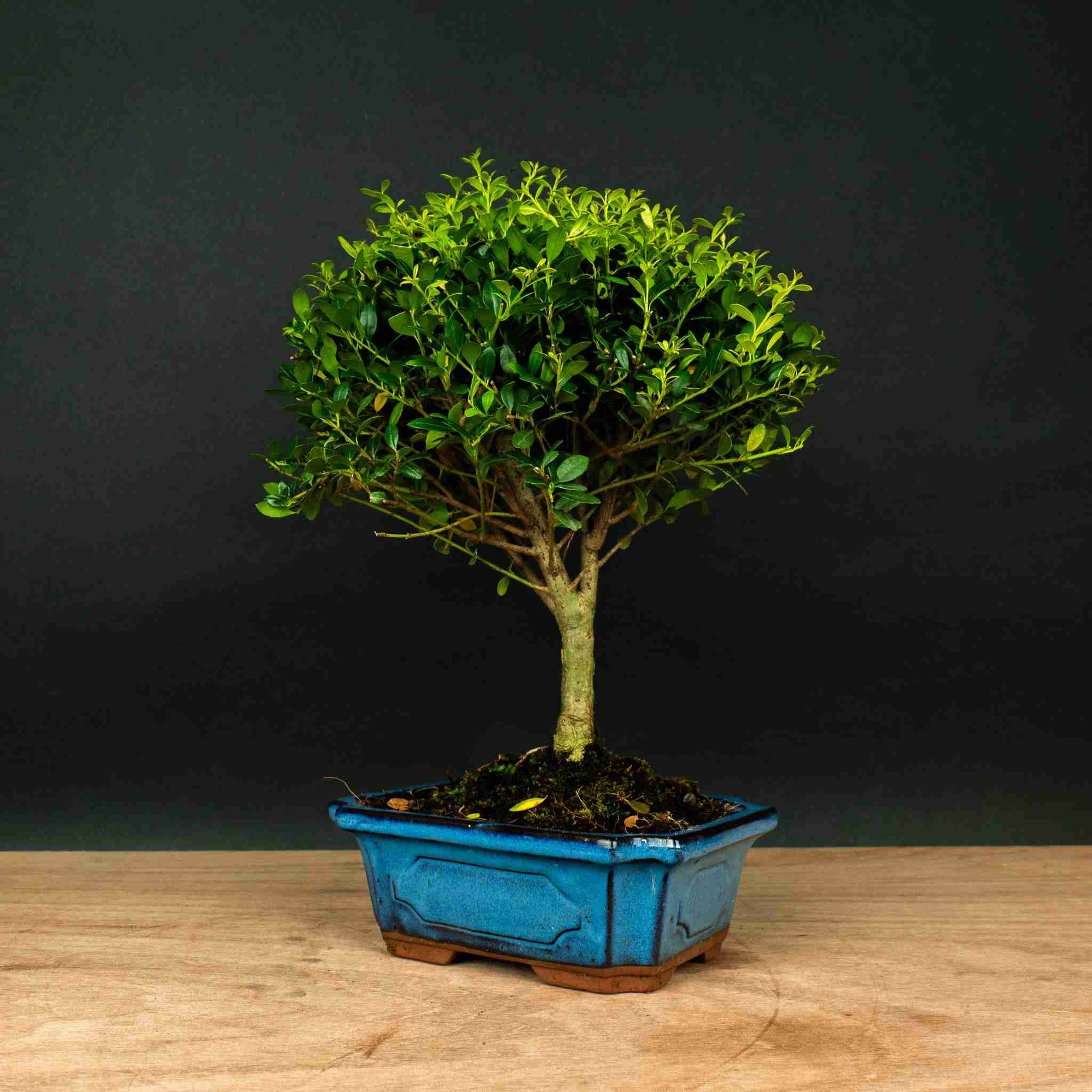 Test bonsai
