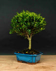Test bonsai