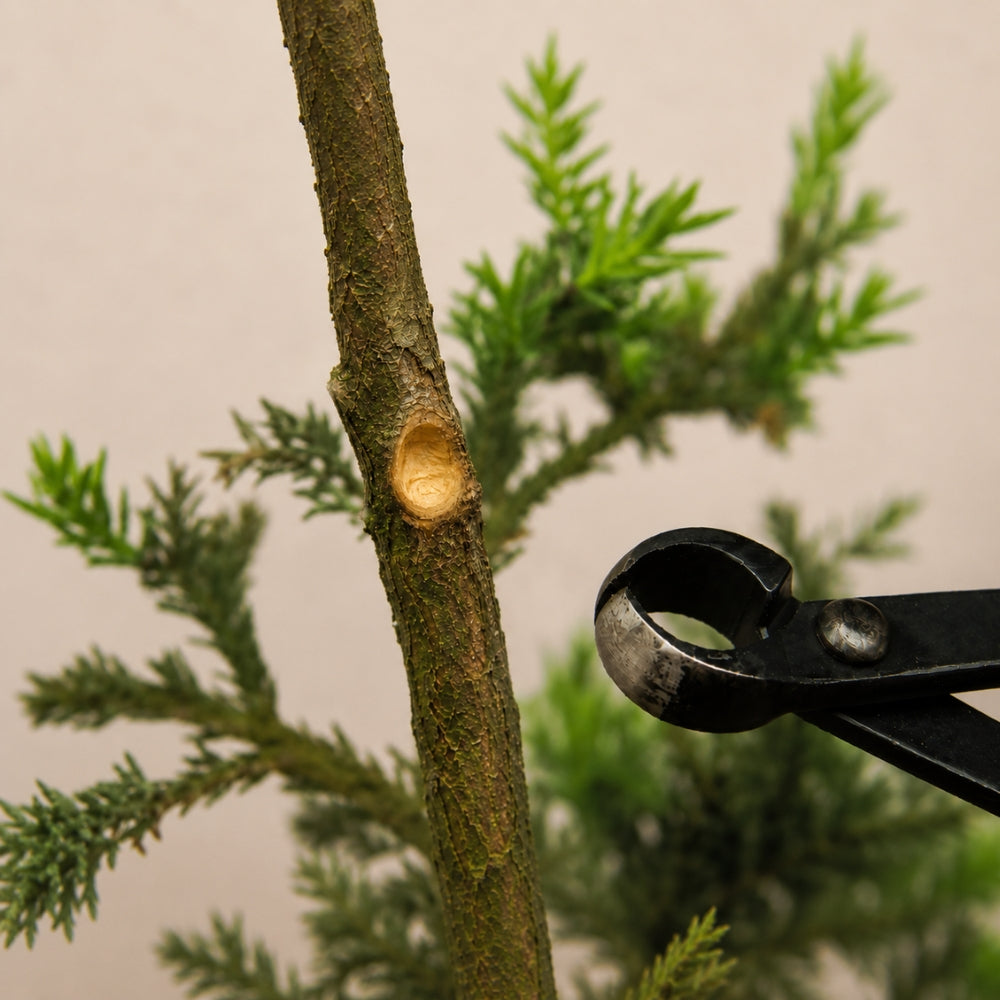 bonsai concave cutter