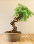Araucaria Daija